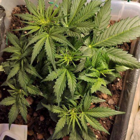Candyfloss Auto hybrid  growlog timeline photo