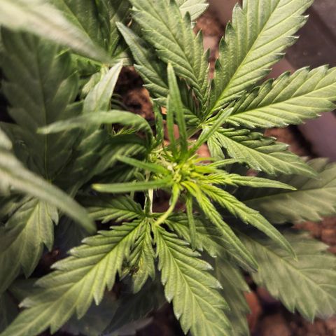 Candyfloss Auto hybrid  growlog timeline photo