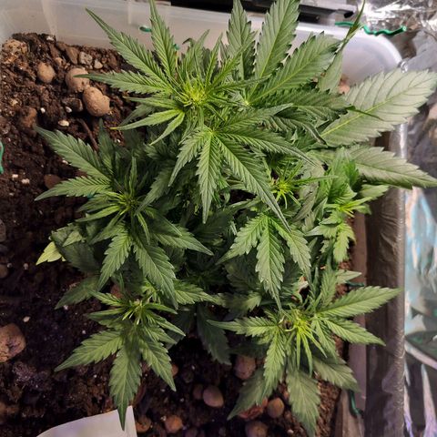 Candyfloss Auto hybrid  growlog timeline photo