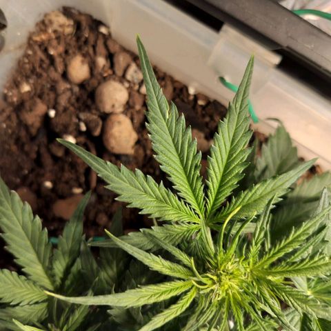 Candyfloss Auto hybrid  growlog timeline photo