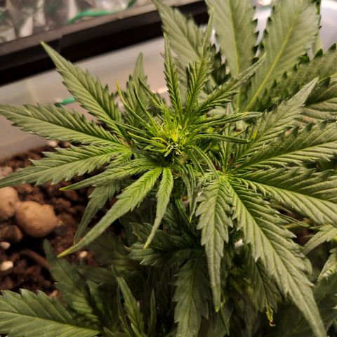 Candyfloss Auto hybrid  growlog timeline photo