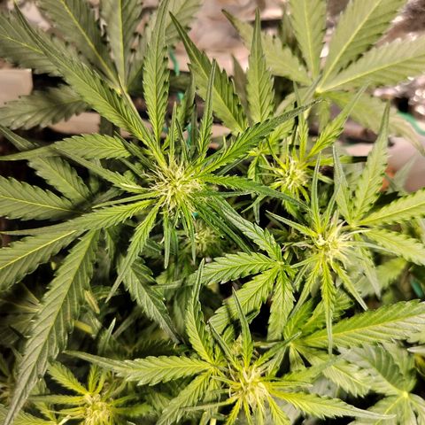 Candyfloss Auto hybrid  growlog timeline photo