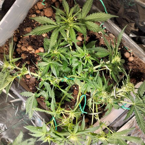 Candyfloss Auto hybrid  growlog timeline photo