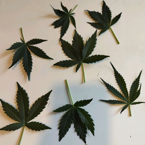 Candyfloss Auto hybrid  growlog timeline photo
