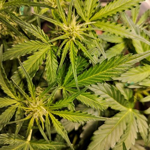 Candyfloss Auto hybrid  growlog timeline photo