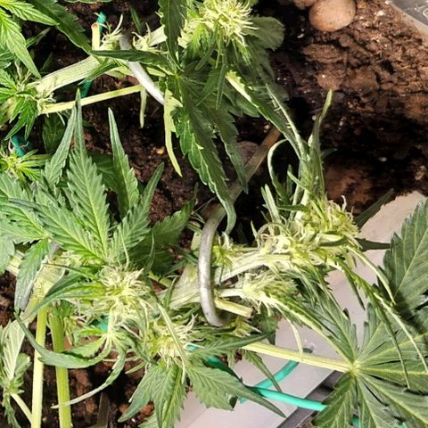 Candyfloss Auto hybrid  growlog timeline photo