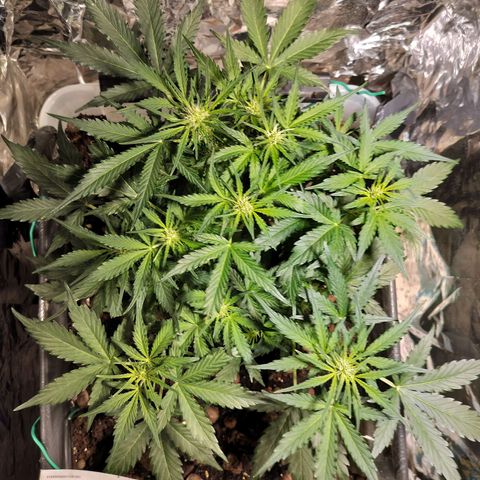 Candyfloss Auto hybrid  growlog timeline photo