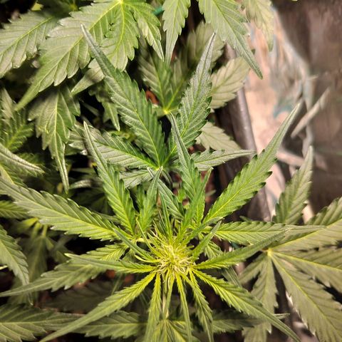 Candyfloss Auto hybrid  growlog timeline photo