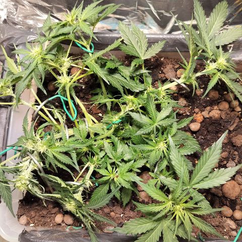 Candyfloss Auto hybrid  growlog timeline photo