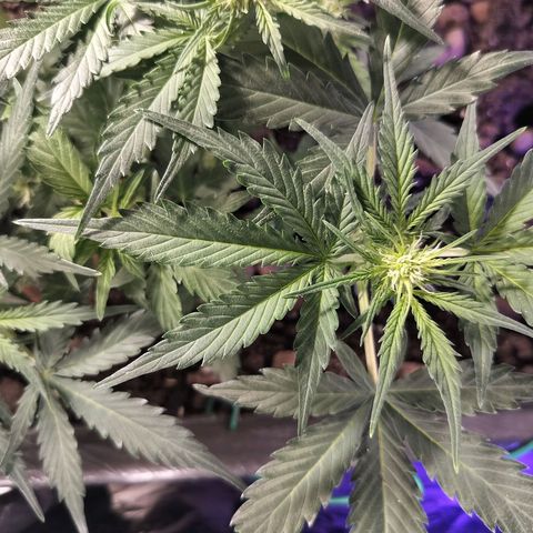 Candyfloss Auto hybrid  growlog timeline photo