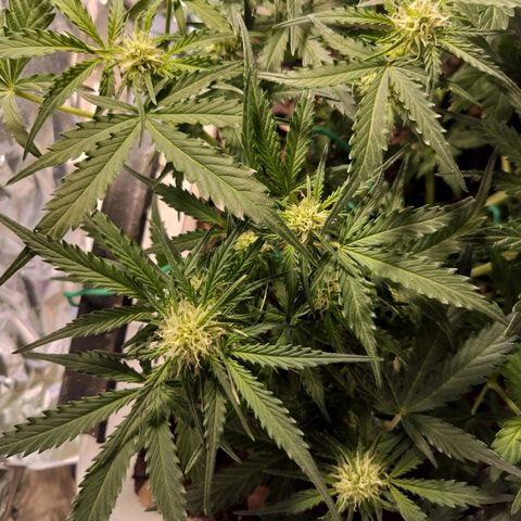 Candyfloss Auto hybrid  growlog timeline photo