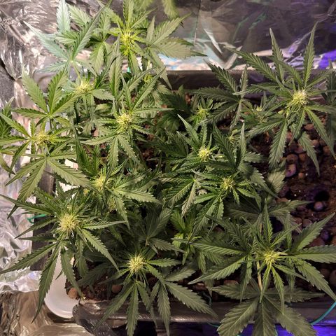 Candyfloss Auto hybrid  growlog timeline photo