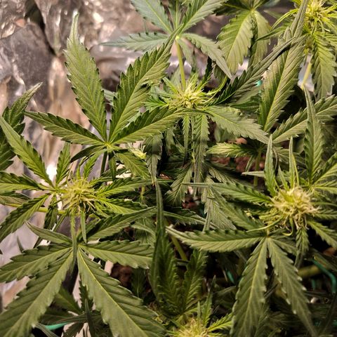 Candyfloss Auto hybrid  growlog timeline photo