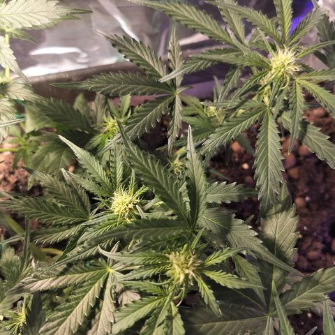 Candyfloss Auto hybrid  growlog timeline photo