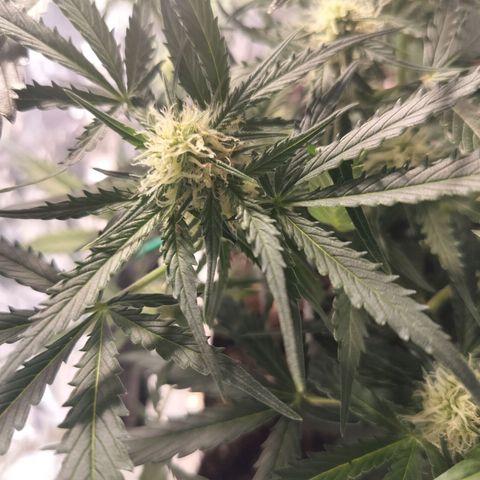 Candyfloss Auto hybrid  growlog timeline photo