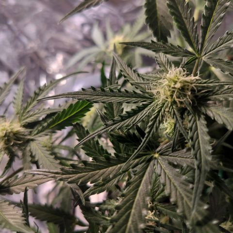 Candyfloss Auto hybrid  growlog timeline photo