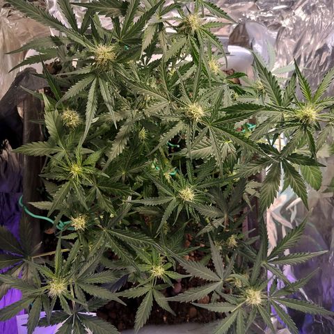 Candyfloss Auto hybrid  growlog timeline photo