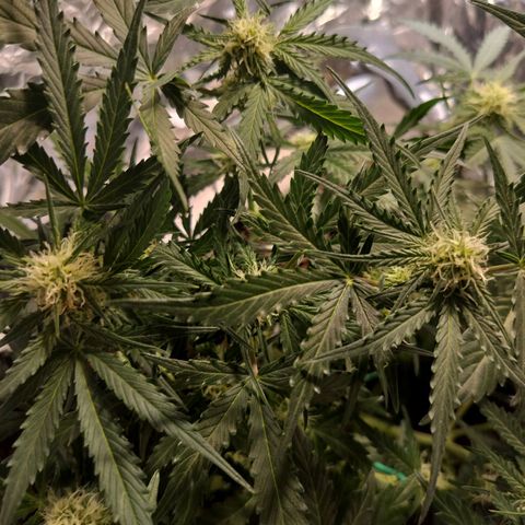 Candyfloss Auto hybrid  growlog timeline photo