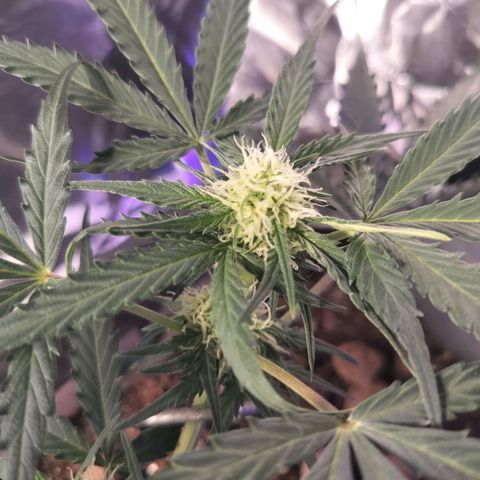 Candyfloss Auto hybrid  growlog timeline photo