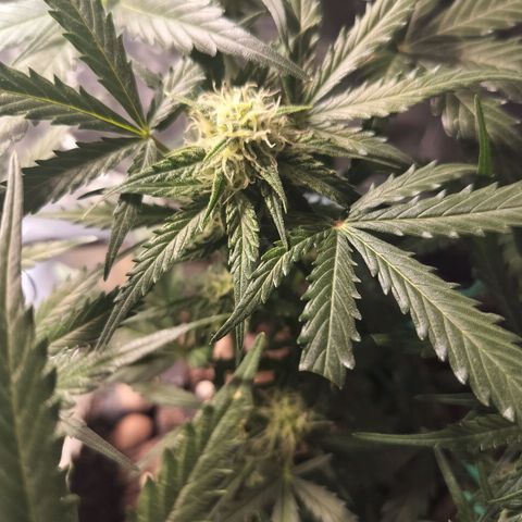 Candyfloss Auto hybrid  growlog timeline photo