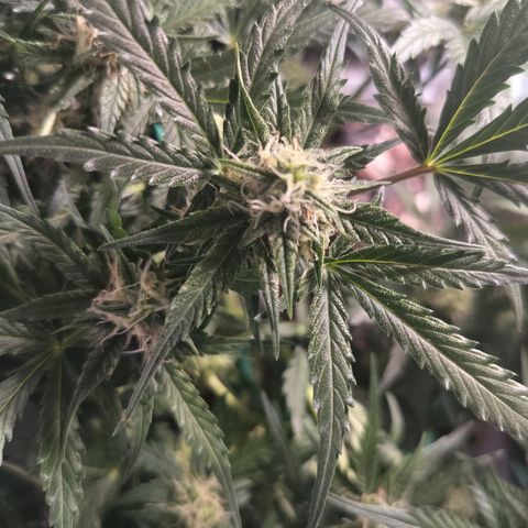 Candyfloss Auto hybrid  growlog timeline photo