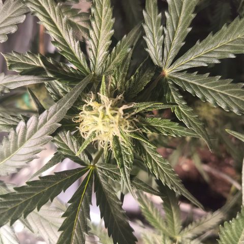 Candyfloss Auto hybrid  growlog timeline photo