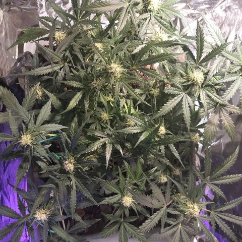 Candyfloss Auto hybrid  growlog timeline photo