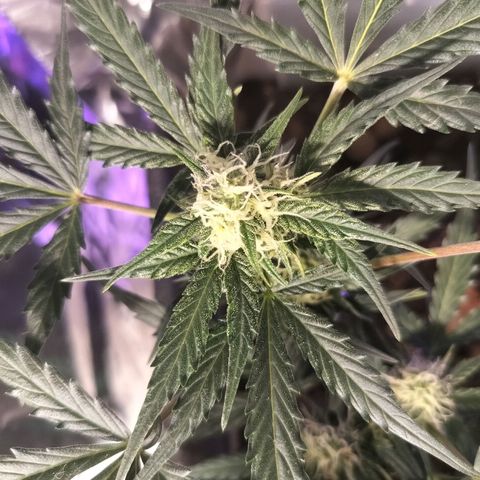 Candyfloss Auto hybrid  growlog timeline photo