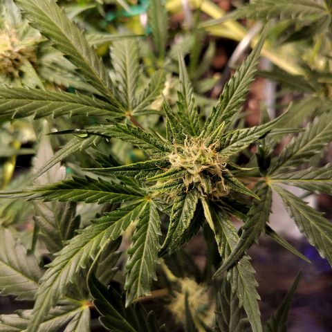 Candyfloss Auto hybrid  growlog timeline photo