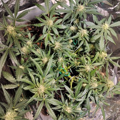 Candyfloss Auto hybrid  growlog timeline photo
