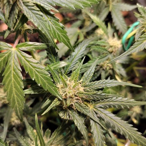 Candyfloss Auto hybrid  growlog timeline photo