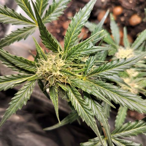 Candyfloss Auto hybrid  growlog timeline photo