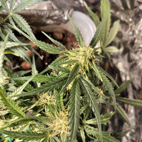 Candyfloss Auto hybrid  growlog timeline photo