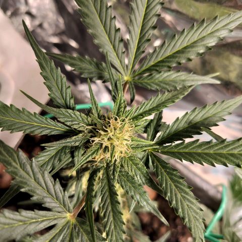 Candyfloss Auto hybrid  growlog timeline photo