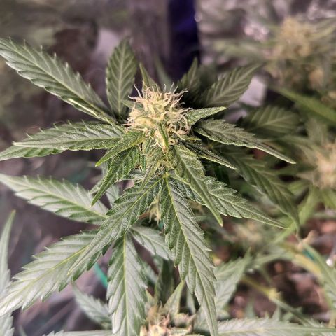 Candyfloss Auto hybrid  growlog timeline photo