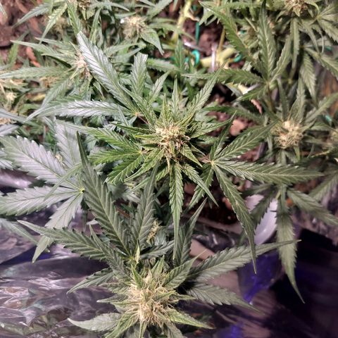 Candyfloss Auto hybrid  growlog timeline photo