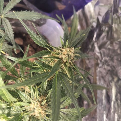 Candyfloss Auto hybrid  growlog timeline photo