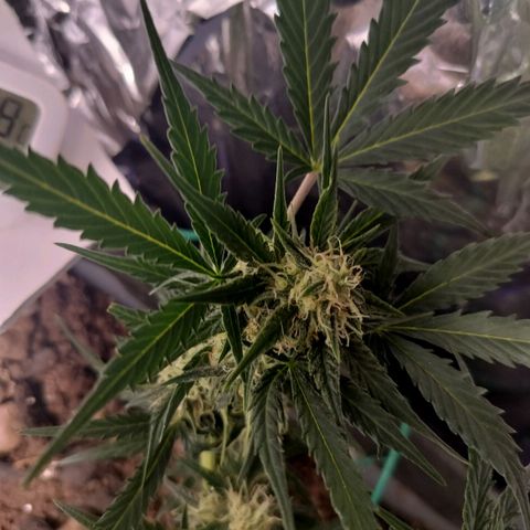Candyfloss Auto hybrid  growlog timeline photo