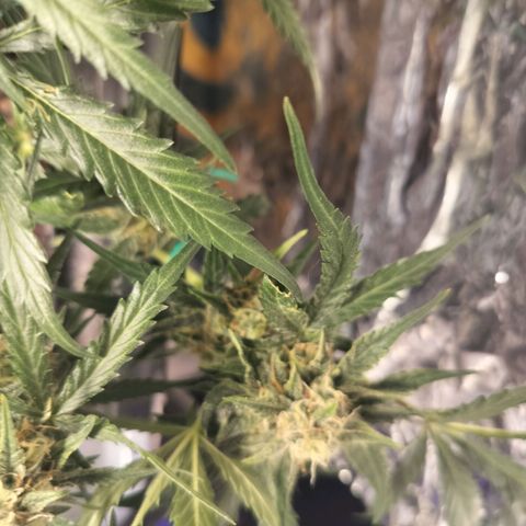 Candyfloss Auto hybrid  growlog timeline photo
