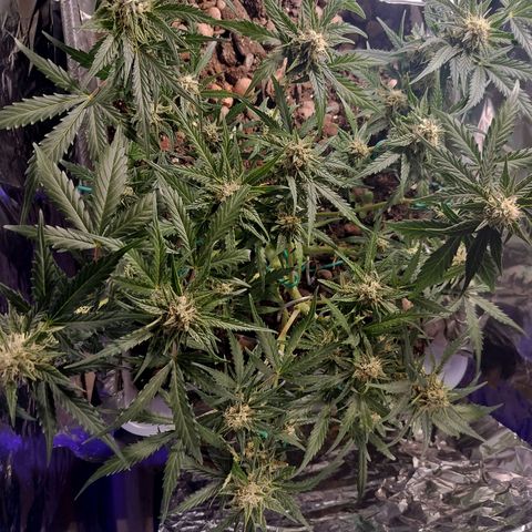 Candyfloss Auto hybrid  growlog timeline photo