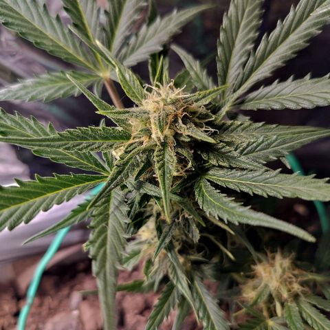 Candyfloss Auto hybrid  growlog timeline photo