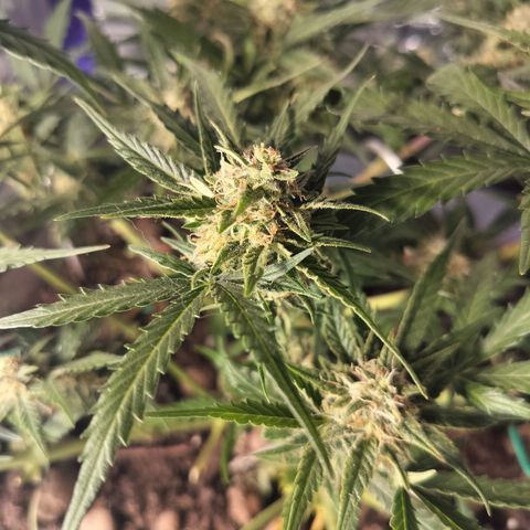 Candyfloss Auto hybrid  growlog timeline photo