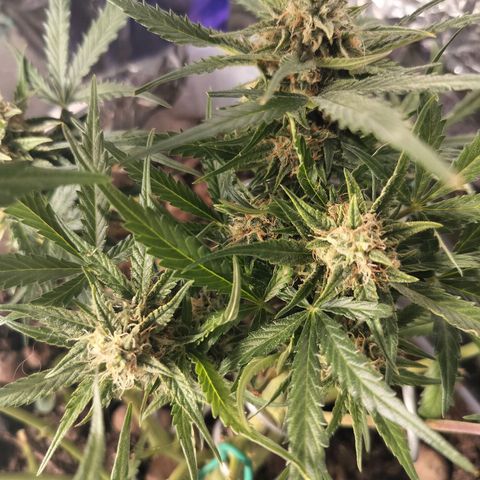 Candyfloss Auto hybrid  growlog timeline photo