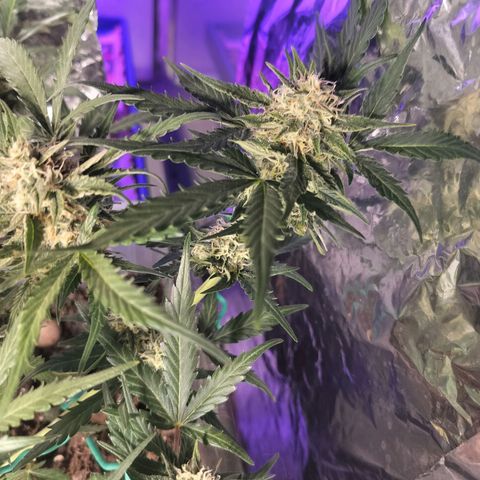 Candyfloss Auto hybrid  growlog timeline photo