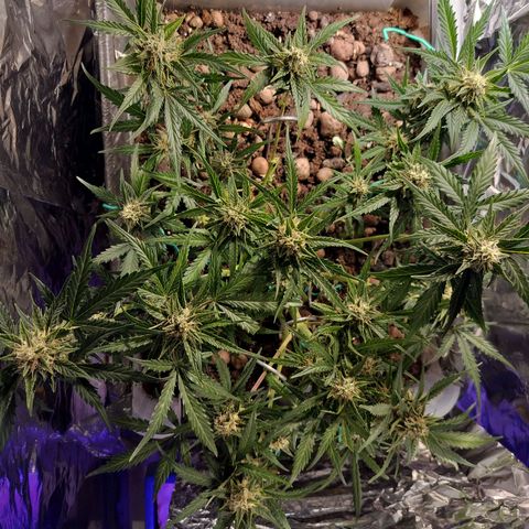 Candyfloss Auto hybrid  growlog timeline photo