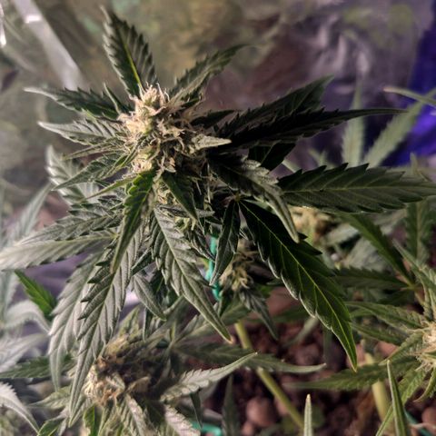 Candyfloss Auto hybrid  growlog timeline photo