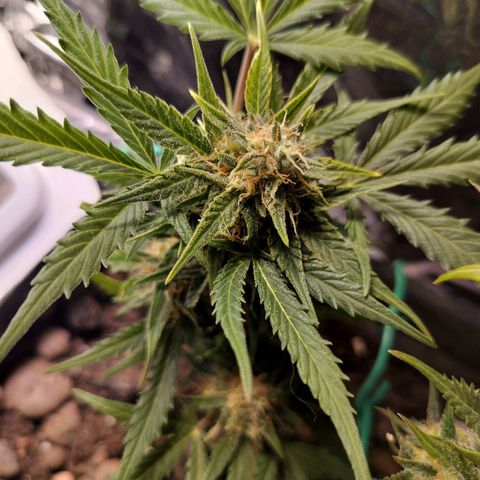 Candyfloss Auto hybrid  growlog timeline photo