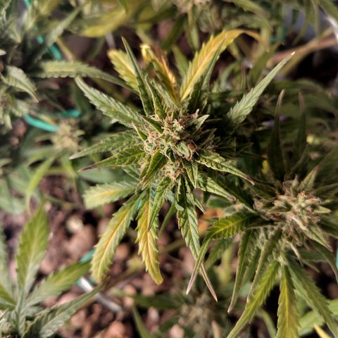 Candyfloss Auto hybrid  growlog timeline photo