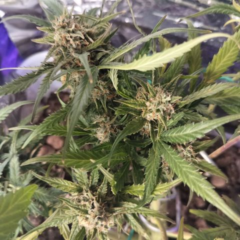 Candyfloss Auto hybrid  growlog timeline photo