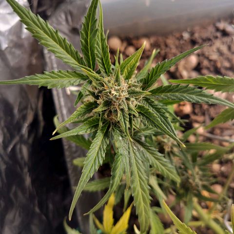 Candyfloss Auto hybrid  growlog timeline photo